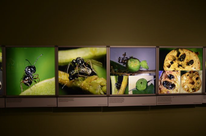 Wasp_exhibition__DSC3445